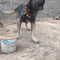 سگ سرابی اصیل تضمینی نگهبان