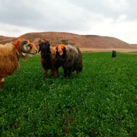 بره نر داشتی  قوچ میش اصل بختیاری