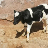 گوساله شیری