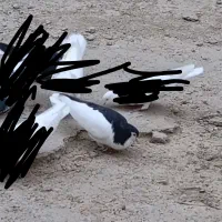 چپ سیاه نر|پرنده|بهبهان, |دیوار