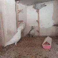 جوجه سار هفت رنگ درجه یک