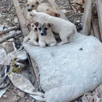 پاکوتاگوش اسبی|سگ|نیشابور, مازول|دیوار