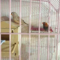 فنچ انگلیسی سایز درشت