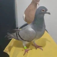 کبوتر سینه زرد و سبز پلاکی ماده|پرنده|شیراز, شیخ علی چوپان|دیوار