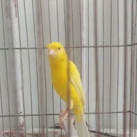 قناری|پرنده|تهران, هفت حوض|دیوار