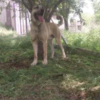 سگ سرابی اصیل|سگ|تهران, منیریه|دیوار