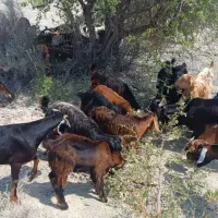 چندتا بز ومیش فروشی