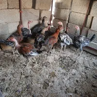 مرغ تخمگذار جوجه خروس