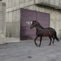 اسب عرب