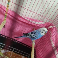 فروشی|پرنده|ری, شهرری|دیوار