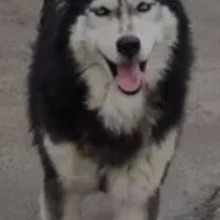 سگ هاسکی مامولات