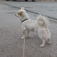 اشپیتر باهوش ماده