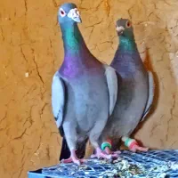 کفتر مسافتی