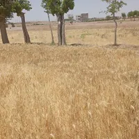 فروش ۱۹۳ متری در شهرک ولیعصر|فروش دفتر صنعتی، کشاورزی، تجاری|تربت‌حیدریه, شهرک ولیعصر|دیوار