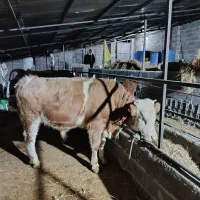 گوساله نر پر جنس دار