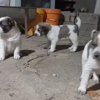 واگذاری سگ|سگ|سیمین شهر, |دیوار