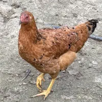 مرغ وخروس|حیوانات مزرعه|لاهیجان, لیالستان|دیوار