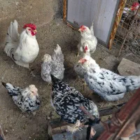 تخم مرغ گلین تازه و اصل|حیوانات مزرعه|اردبیل, |دیوار