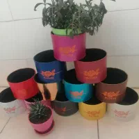 باکس گل|گل و گیاه طبیعی|تهران, تهرانسر شمالی|دیوار