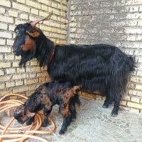 بز ترکی وبیگ نر|حیوانات مزرعه|شوشتر, |دیوار