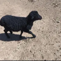 بره ماده