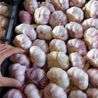 سیر گوگان مغان