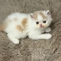 بچه گربه ی پرشین