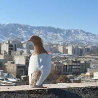 تعدادی کفتر رنگی جفت تهرونی نر و ماده|پرنده|مشهد, رضاشهر|دیوار