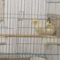 عروس هلندی باجوجه