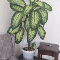 گل طبیعی و گلدان|گل و گیاه طبیعی|جوانرود, |دیوار