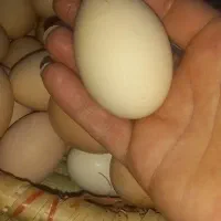 تخم مرغ محلی خوراکی|خوردنی و آشامیدنی|شیراز, محراب|دیوار