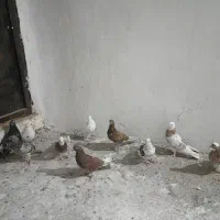 شازده سرور نروماده