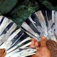 کبوتر سرخ سرور|پرنده|آستانه اشرفیه, |دیوار