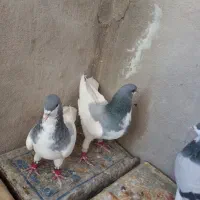 کبوتر شهری کازرون|پرنده|شیراز, فخرآباد (دروازه کازرون)|دیوار