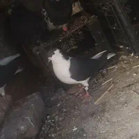 کفتر|حیوانات|فولادشهر, C1|دیوار