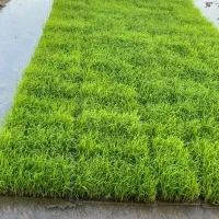 باکس نشا هاشمی