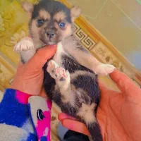 پامر روباهی مینیاتوری