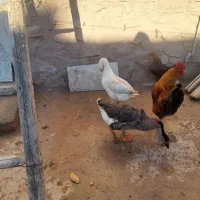 دوتاغاز وخروس محلی فروشی