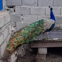 جوجه طاووس  سالم وسرحال