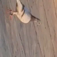 کبوتر