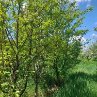 باغ بر جاده ورزقان|فروش دفتر صنعتی، کشاورزی، تجاری|خواجه, |دیوار