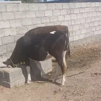 ۲ عدد گستر درجه یک