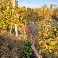 فروش فوری باغ در روستای آغجه اوبه شهرستان عجبشیر|فروش زمین و ملک کلنگی|عجب شیر, |دیوار