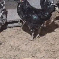 مرغ وخروس گلن و محلی تخم گذار|حیوانات مزرعه|سنندج, |دیوار