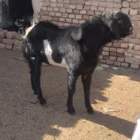 دو عدد کَل افغان مناسب برای داشت|حیوانات مزرعه|آران و بیدگل, |دیوار