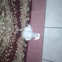 جفت کبوتر مینا سیاه کاکلی ویک ماده میناشامی کاکلی