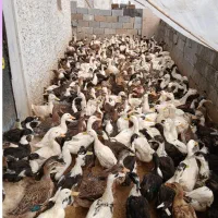 فروش اردک محلی