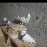 شهرک پیام|پرنده|پردیس, فاز ۳|دیوار