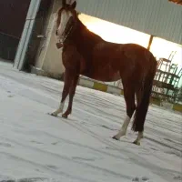 کره اسب مادیان