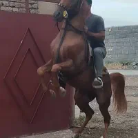 اسب بی نهایت سر و دمگیر